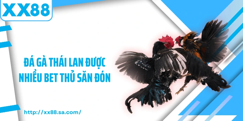 Đá Gà XX88 – Sảnh Cược Chọi Kê Đỉnh Cao Hội Tụ Kịch Tính 3 Đá gà Thái Lan được nhiều bet thủ săn đón